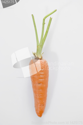 Image of Carrot