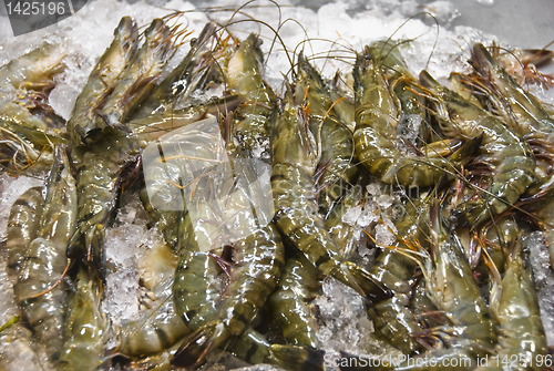 Image of Shrimps