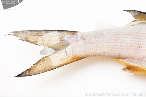 Image of Mullet