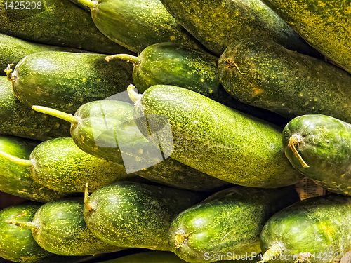 Image of Cucumber