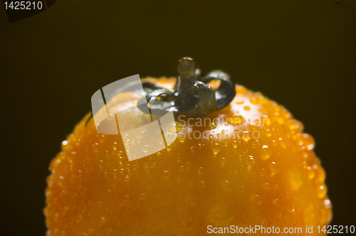 Image of Tomato