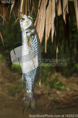 Image of Freshwater Fish