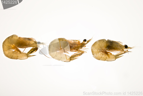 Image of Shrimps