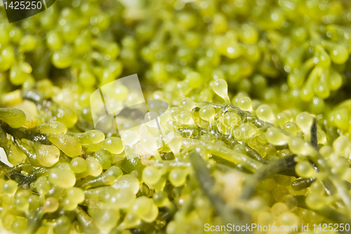 Image of Seaweed