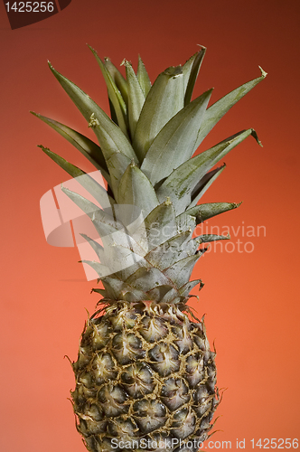 Image of Pineapple Fruit