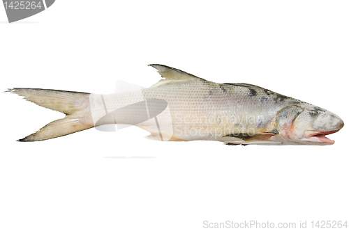 Image of Mullet