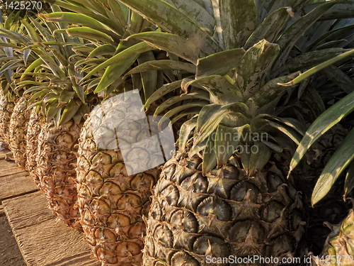 Image of Pineapple