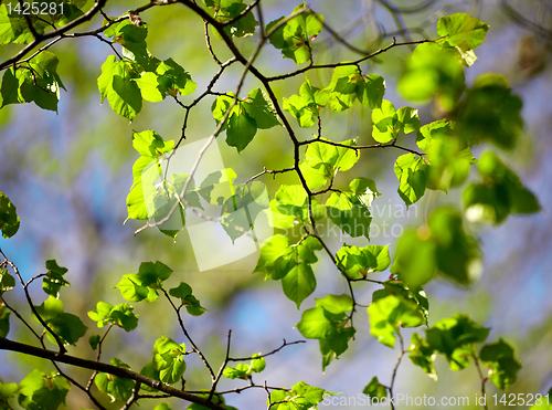 Image of green leaves