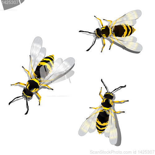 Image of German wasps