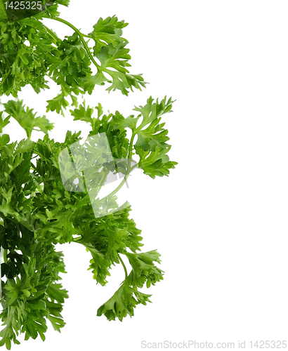 Image of Fresh Parsley Herb