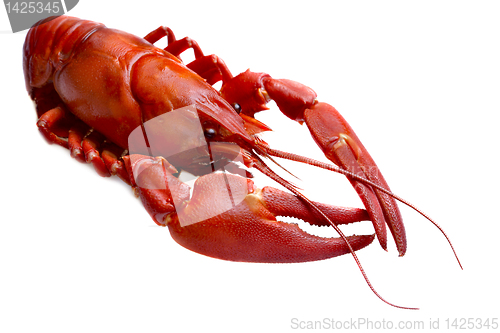 Image of crayfish against white