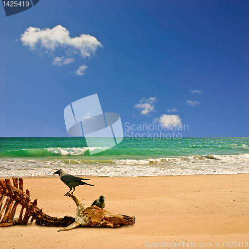 Image of Beach with Carcass