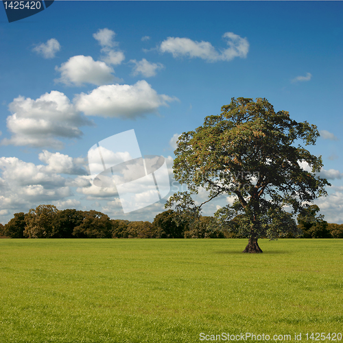 Image of Big Tree