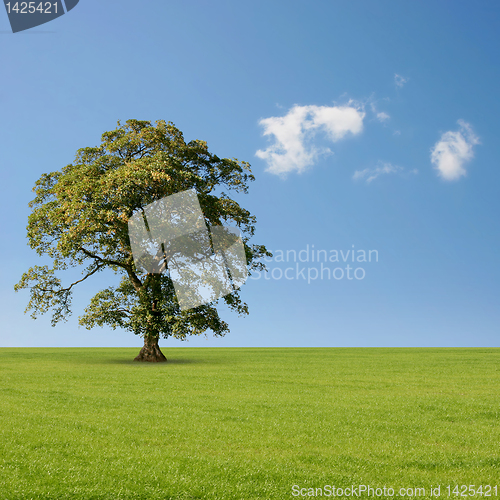Image of Lone Tree