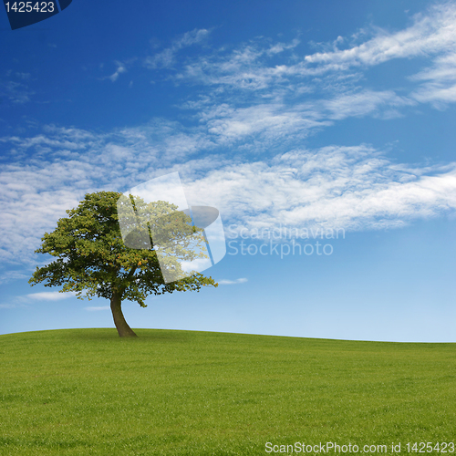 Image of Lone Tree