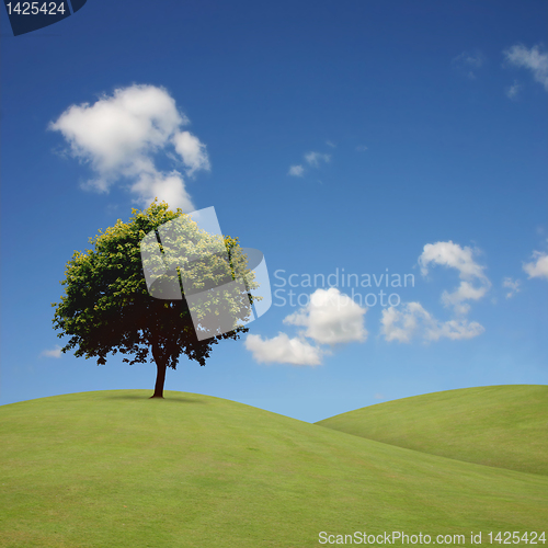 Image of Lone Tree