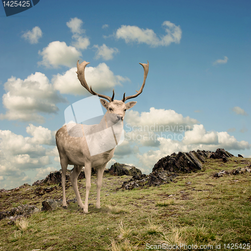 Image of Stag Deer