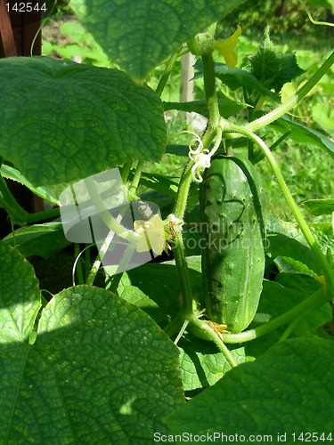 Image of cucumber