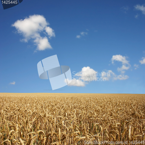 Image of Wheat Field