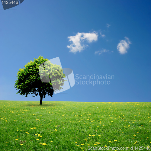 Image of Lone Tree