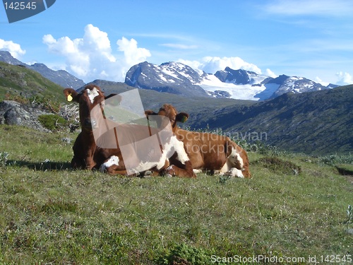 Image of Cows in mountain valley