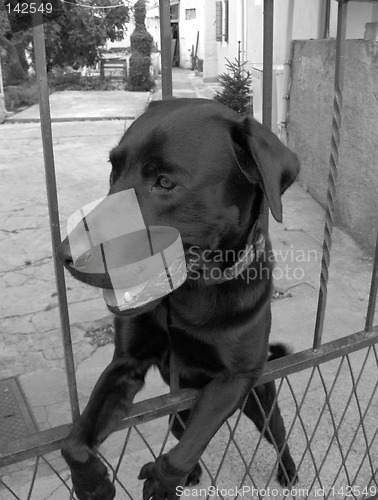 Image of Dog on fence