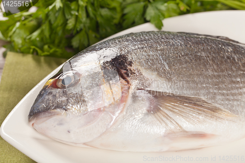 Image of Fresh gilthead