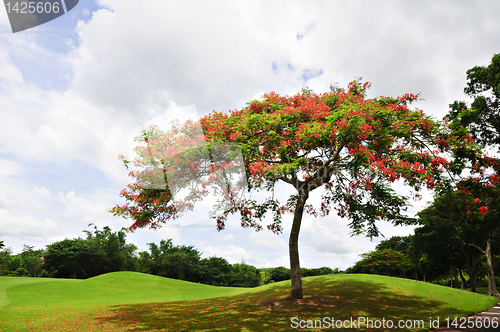 Image of Golf Greens