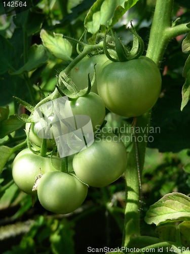 Image of tomatoes