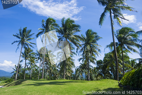 Image of Coconut Trees