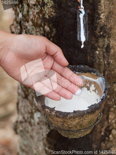 Image of Rubber tree plantation