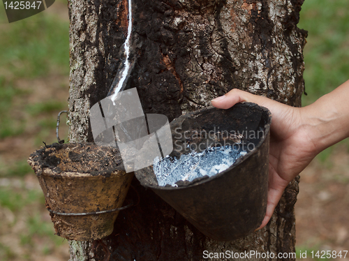 Image of Rubber tree plantation