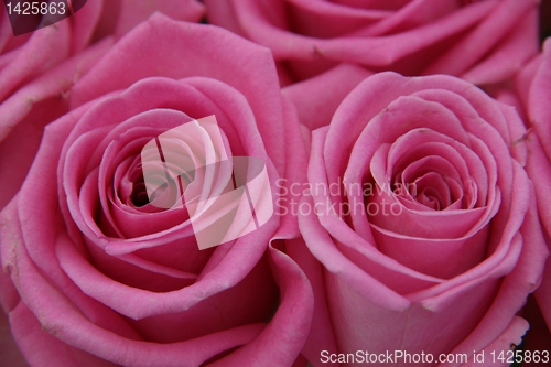 Image of Roses