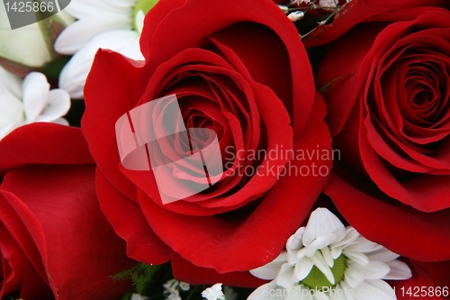 Image of Roses