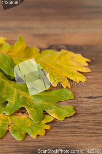 Image of chestnuts leaves