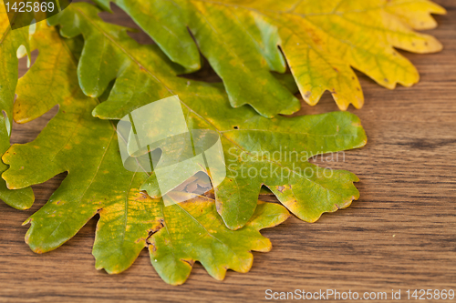 Image of chestnuts leaves