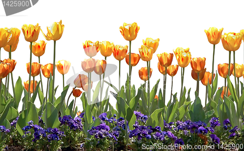 Image of Tulips and Pansies