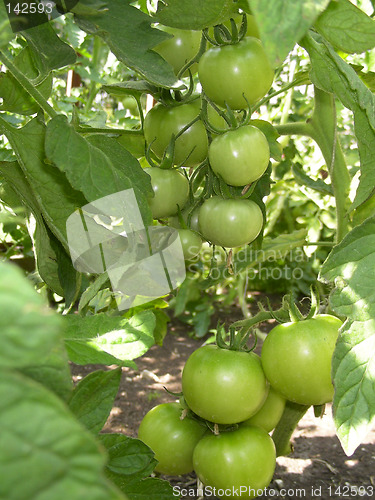 Image of tomatoes