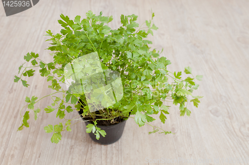 Image of Fresh parsley plant