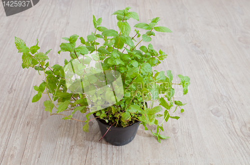 Image of Fresh mint plant