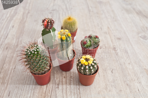 Image of Little Cactus plant