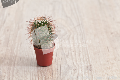 Image of Little Cactus plant