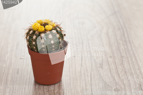 Image of Little Cactus plant