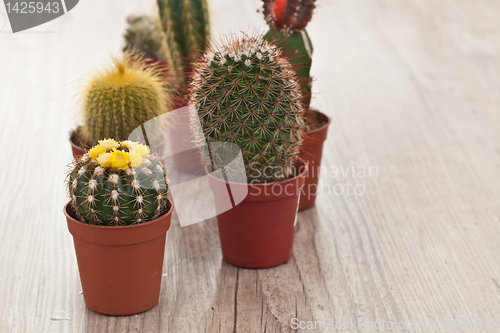 Image of Little Cactus plant