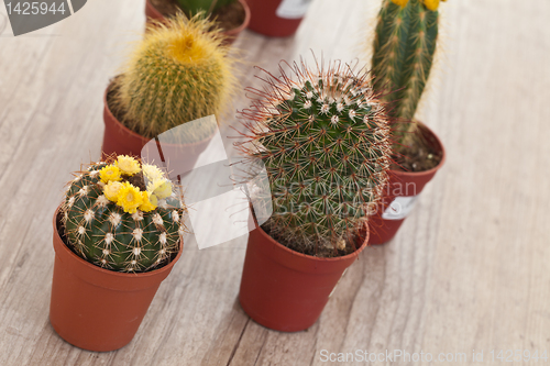 Image of Little Cactus plant