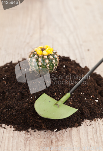 Image of Little cactus plant