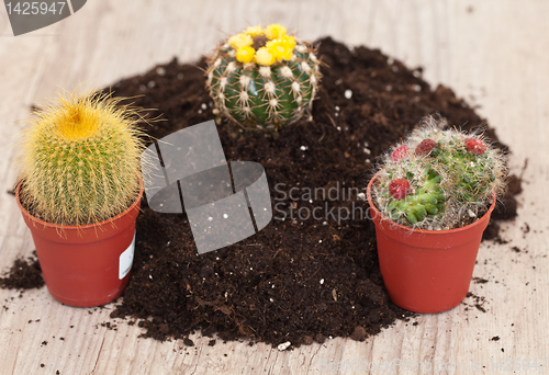 Image of Little cactus plant