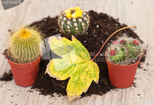 Image of Little cactus plant