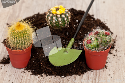 Image of Little cactus plant