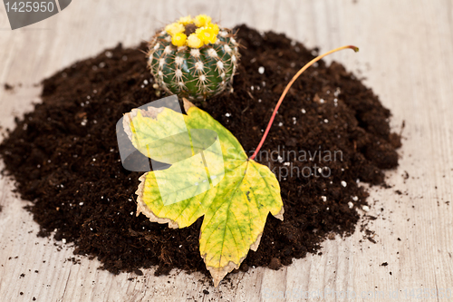 Image of Little cactus plant